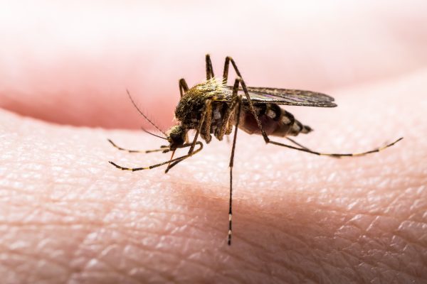 Up close image of a mosquito biting a human